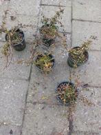 Cotoneaster eicholz, Tuin en Terras, Ophalen