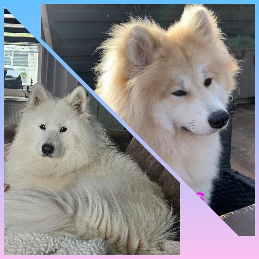 Pups samojeed  met een vleugje  japase akita, Dieren en Toebehoren, 8 tot 15 weken, Teef, Poolhond, Meerdere