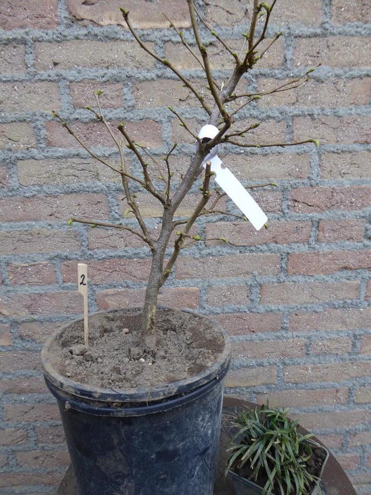 Bonsai: Corylus avelana (Hazelaar), Tuin en Terras, Planten | Bomen, Overige soorten, Minder dan 100 cm, Halfschaduw, Bloeit niet