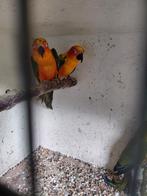 Mannelijke zonparkieten, Mannelijk, Parkiet, Geringd