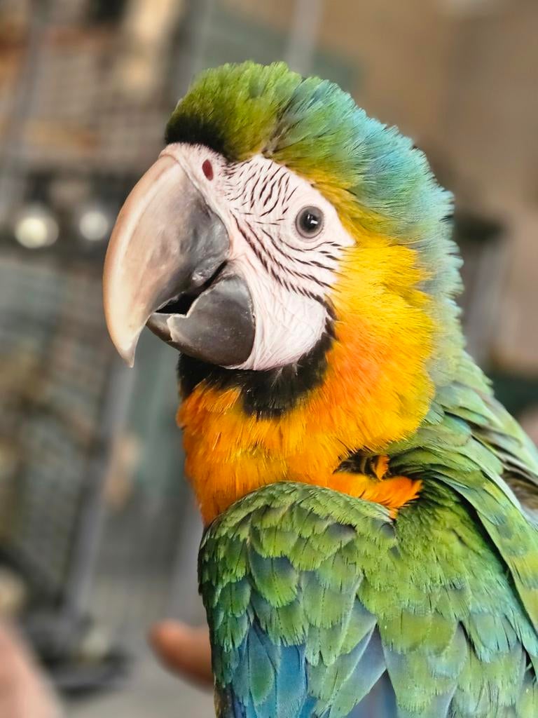 Catalina ara dame, Dieren en Toebehoren, Vogels | Parkieten en Papegaaien, Vrouwelijk, Papegaai, Tam