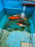 Jumbo koi 125 euro pst desgewenst bezorgd aan huis, Karper of Koi