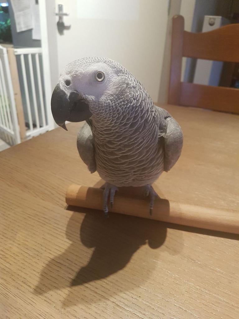 Gezocht Grijze roodstaart, Dieren en Toebehoren, Vogels | Parkieten en Papegaaien, Geslacht onbekend, Papegaai