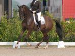 ZZ-Licht Dressuur Merrie - 17 jaar, Merrie, ZZ, Dressuurpaard, 170 tot 175 cm