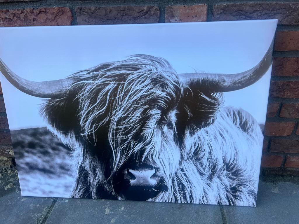 Canvas schotse hooglander €7,50 afhaal, Ophalen, Nieuw