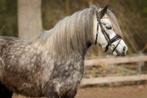 Super lieve B pony ruin met verhaal, Dieren en Toebehoren, Pony's, Gechipt, B, Ruin, Dressuurpony