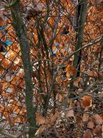 Beukenhaag - Fagus Sylvatica, Tuin en Terras, Ophalen, Beukenhaag, Haag, 100 tot 250 cm