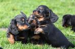 Teckel pups Black & tan langhaar, Parvo, België, 8 tot 15 weken, Dwerg