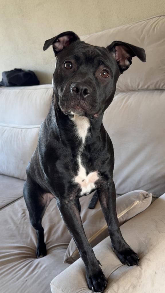 Amerikaanse pitbull terrier, Parvo, 15 weken tot 1 jaar, Teef, Eén hond