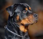 ✅ rottweiler ✅ pups ✅.  Friesland, 8 tot 15 weken, Parvo, Meerdere, Meerdere dieren