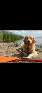 Gezocht honden oppas, Particuliere oppas