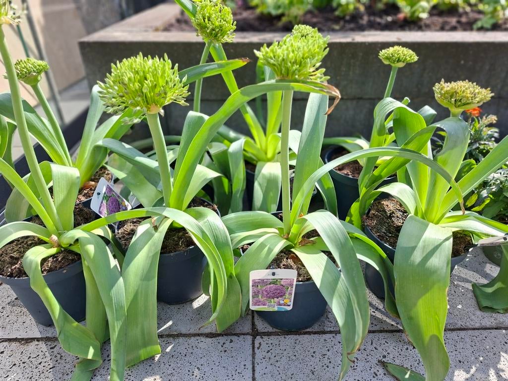 Allium 'Globemaster' - Sierui in pot, Overige soorten, Volle zon, Vaste plant, Ophalen of Verzenden