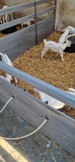 5 (leb) geitlammeren  CAE CL vrij, Dieren en Toebehoren, Meerdere dieren, Geit, 0 tot 2 jaar