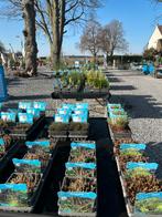 Vijverplanten specialist Aquatica Limburg, Ophalen