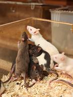 Lieve rittens man te koop, Dieren en Toebehoren, Januari, Mannelijk, Rat