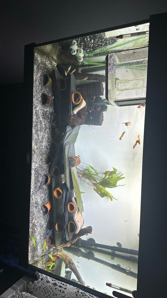 Bewezen kweekgroep L046, Dieren en Toebehoren, Vissen | Aquariumvissen, Vis