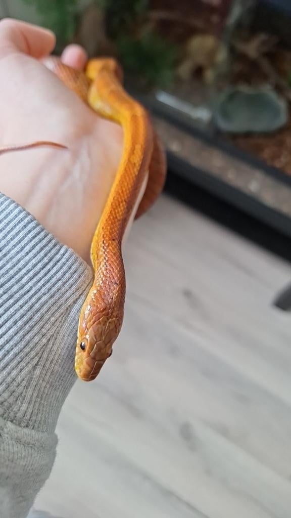 Rattenslang met compleet hok, Dieren en Toebehoren, Slang, Met terrarium, 3 tot 6 jaar