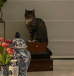 Nestje met kittens verwacht eind maart, Meerdere dieren, Ontwormd