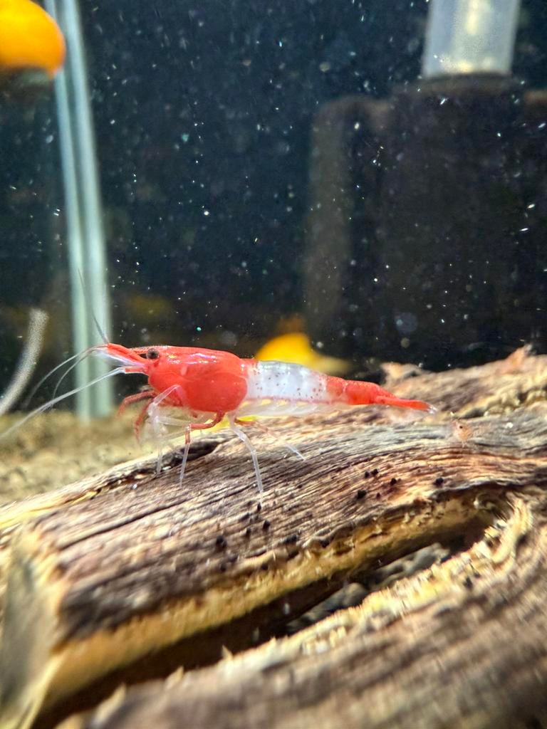 Red Rili, Dieren en Toebehoren, Kreeft, Krab of Garnaal