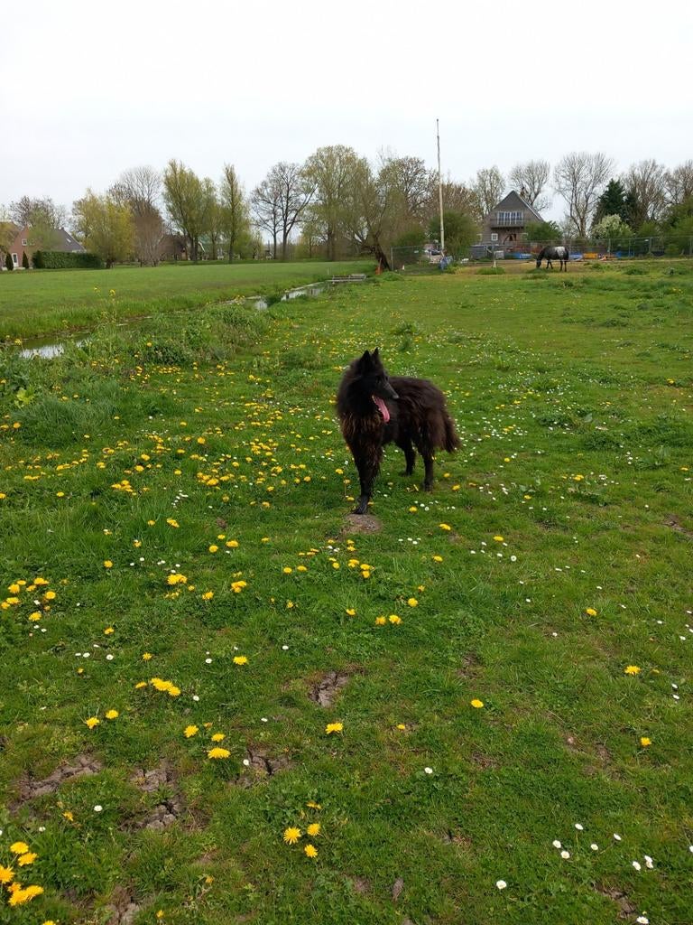 Groenendaeler reu, Dieren en Toebehoren