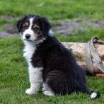 Zeer goed gesocialiseerde Australische Herder pups, Parvo, 8 tot 15 weken, Meerdere, Meerdere dieren