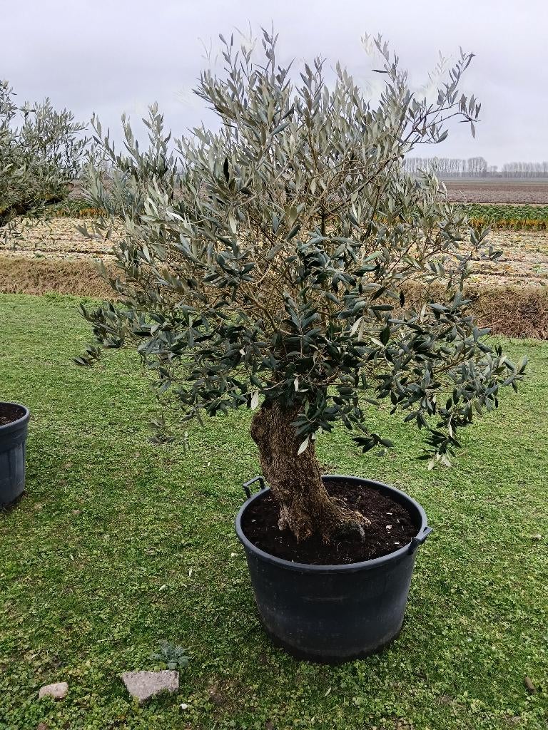 Olijfboom, Tuin en Terras, Planten | Bomen, 100 tot 250 cm, Olijfboom, Zomer, Ophalen