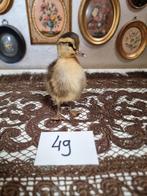 Opgezet eendje kuiken kuikentje eendjes kuikentjes nr 3, Ophalen of Verzenden, Nieuw, Opgezet dier