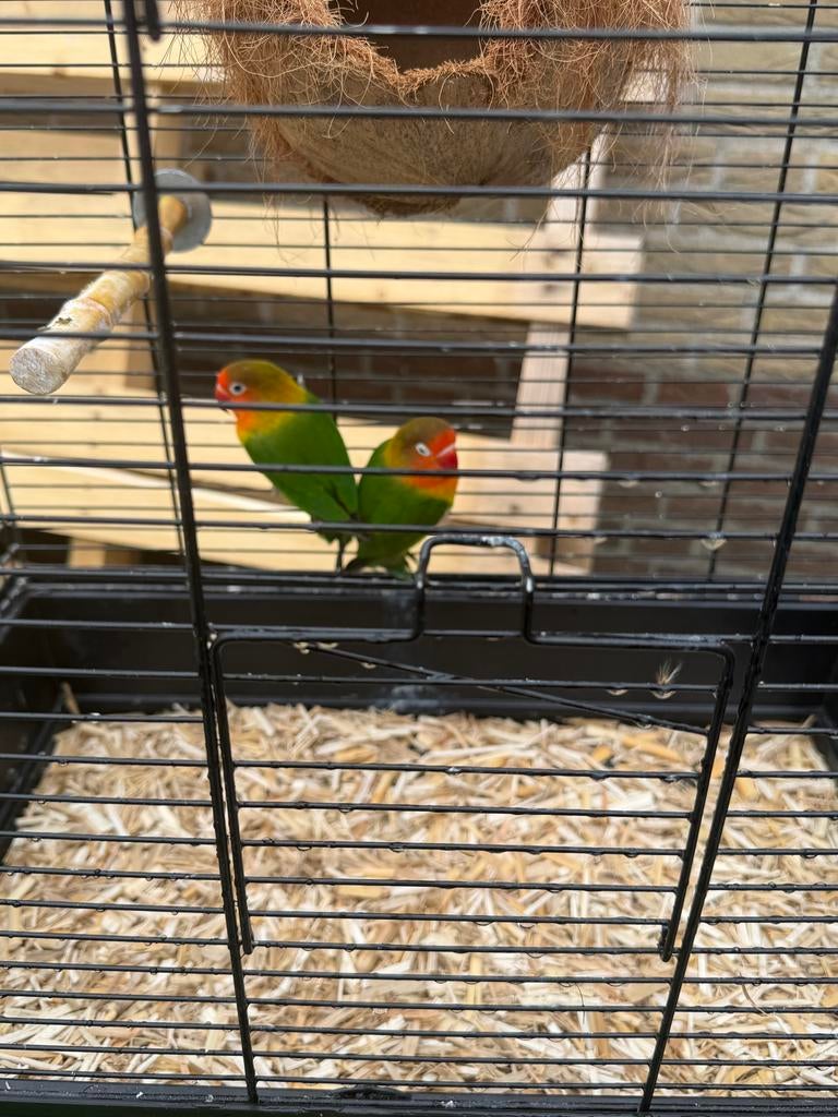 Dwergpapegaaien, Ophalen, Zo goed als nieuw, Hout, Vogelkooi