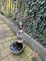 Dode Bonsai Boompje, Vaste plant, Bloeit niet, Halfschaduw, Ophalen