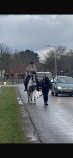 Verkeersmakke , sobere Tinker Pintodame, Merrie, Met stamboom, Zadelmak, 3 tot 6 jaar