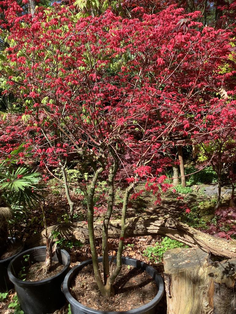 Japanse esdoorn, Tuin en Terras, Planten | Bomen, Ophalen, Bloeit niet, Halfschaduw, Overige soorten