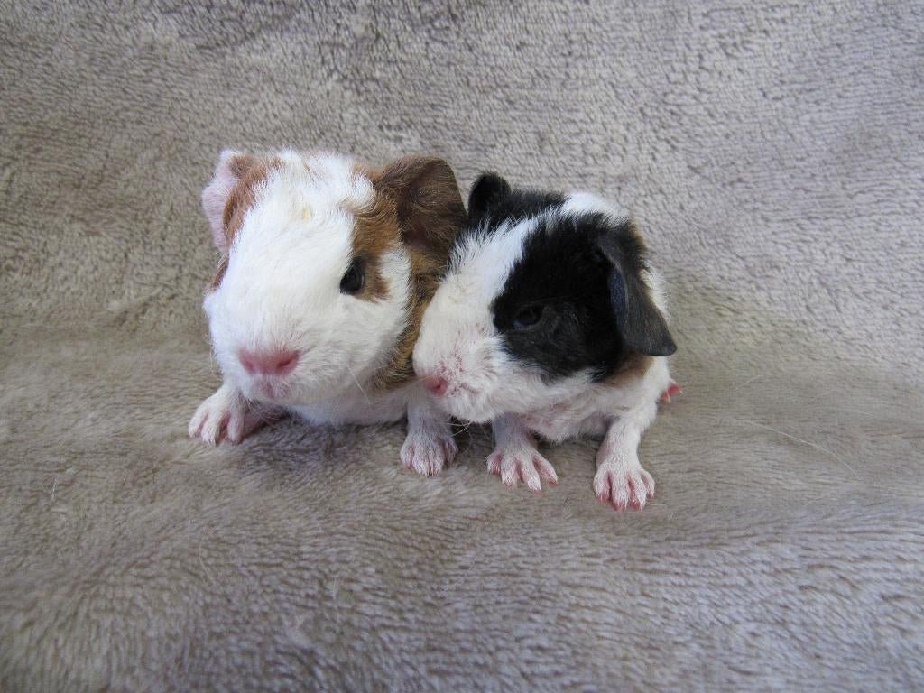 Enkele baby cavia's, Dieren en Toebehoren, April, Meerdere dieren, Cavia