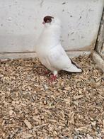 3 kortsnavels, Dieren en Toebehoren, Mannelijk, Postduif