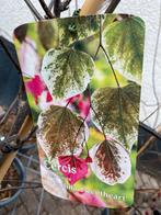 Cercis canadensis 'Carolina Sweetheart' - Judasboom, Tuin en Terras, Planten | Bomen, Overige soorten, Lente, 100 tot 250 cm, Ophalen