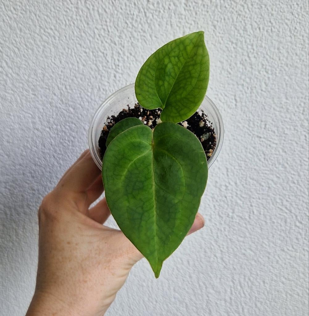 Anthurium King of Spades (KOS) HU x Forgetii Dark Form, Overige soorten, Vaste plant, Ophalen of Verzenden, Bloeit niet