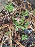 Verse Citroenmelisse plantjes - Heerlijk aroma!, Ophalen, Vaste plant, Halfschaduw, Kruiden