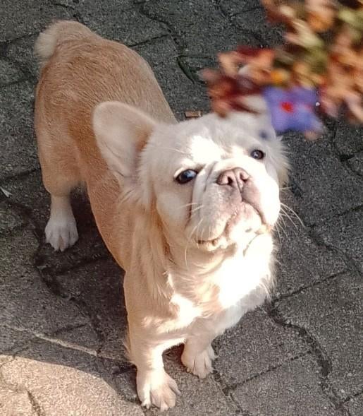 Fluffshi puppys, Fluffy Frenchie X Shih Tzu, F1, Dieren en Toebehoren, Honden | Chihuahua's en Gezelschapshonden, 8 tot 15 weken