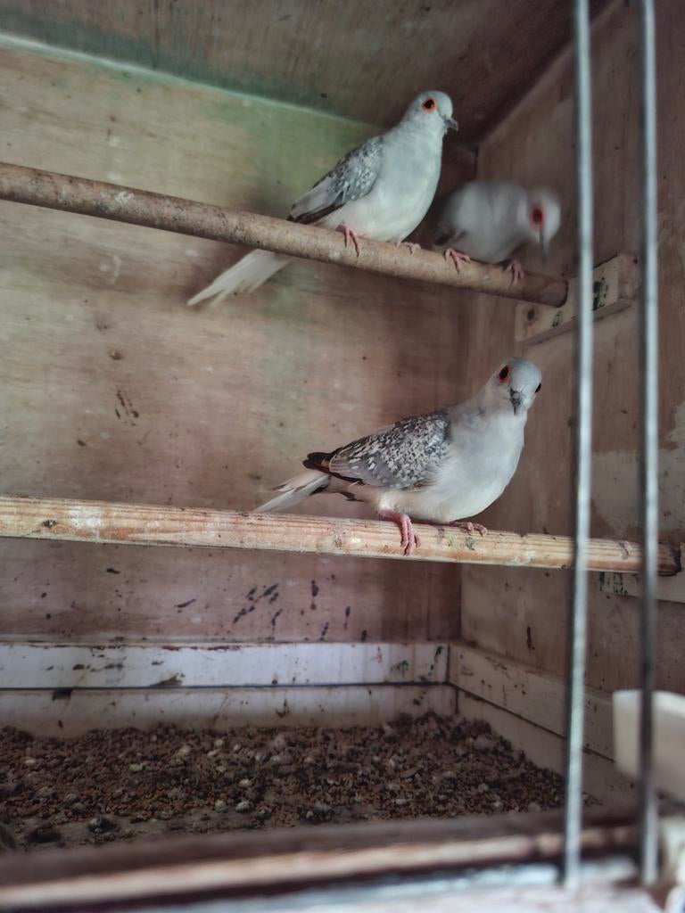 Diamantduiven, Vrouwelijk