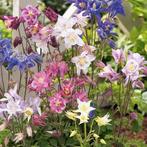 Akelei zaden - Verrassing in kleur!, Ophalen of Verzenden, Voorjaar, Halfschaduw, Zaad
