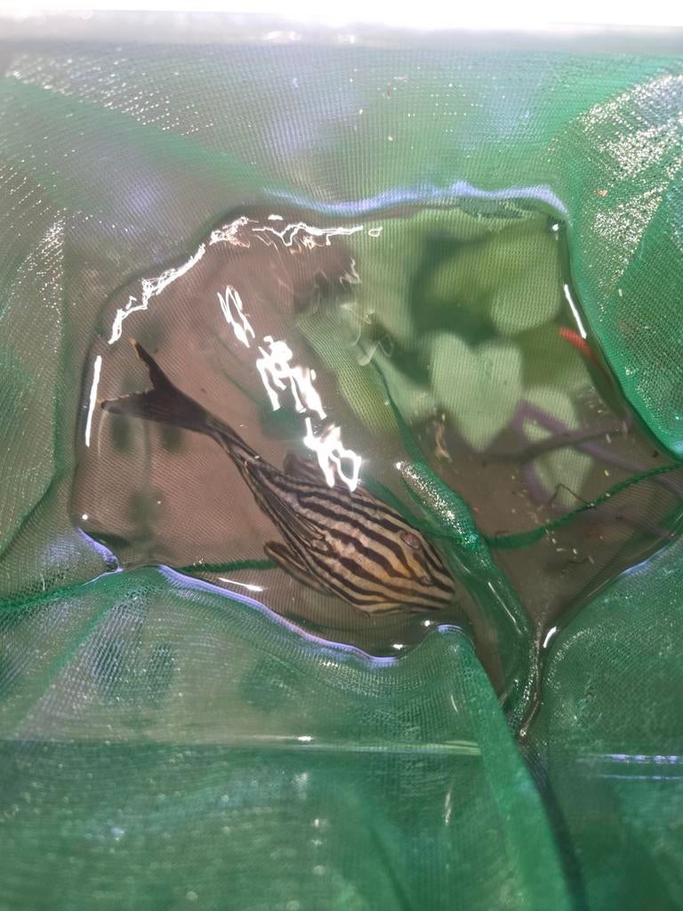 L190 royal pleco (Panaque nigrolineatus) +- 15cm, Dieren en Toebehoren, Vissen | Aquariumvissen, Vis, Zoetwatervis