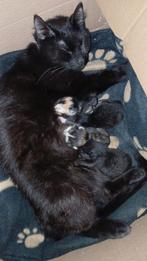 Te koop aangeboden 4 mooie kittens (Gereserveerd), Dieren en Toebehoren, Meerdere dieren, Kortharig, 0 tot 2 jaar