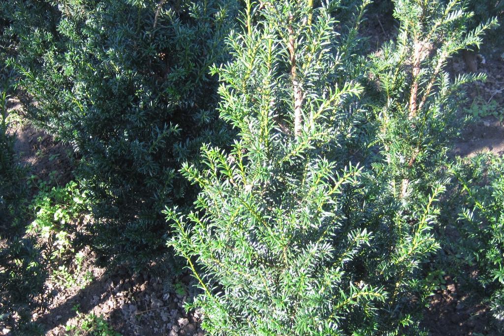 Taxus baccata, Volle zon, Vaste plant, Bloeit niet, Ophalen