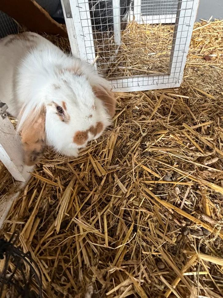 Lief dwerg konijn ram gecastreerd, Dieren en Toebehoren, Konijnen, Dwerg, Mannelijk, Hangoor