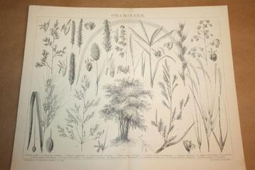Antieke prent - Diverse soorten granen & grassen - Ca 1885 ! beschikbaar voor biedingen
