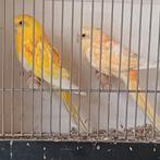 Koppel roodrugparkieten, Dieren en Toebehoren, Vogels | Parkieten en Papegaaien, Meerdere dieren, Parkiet, Geringd