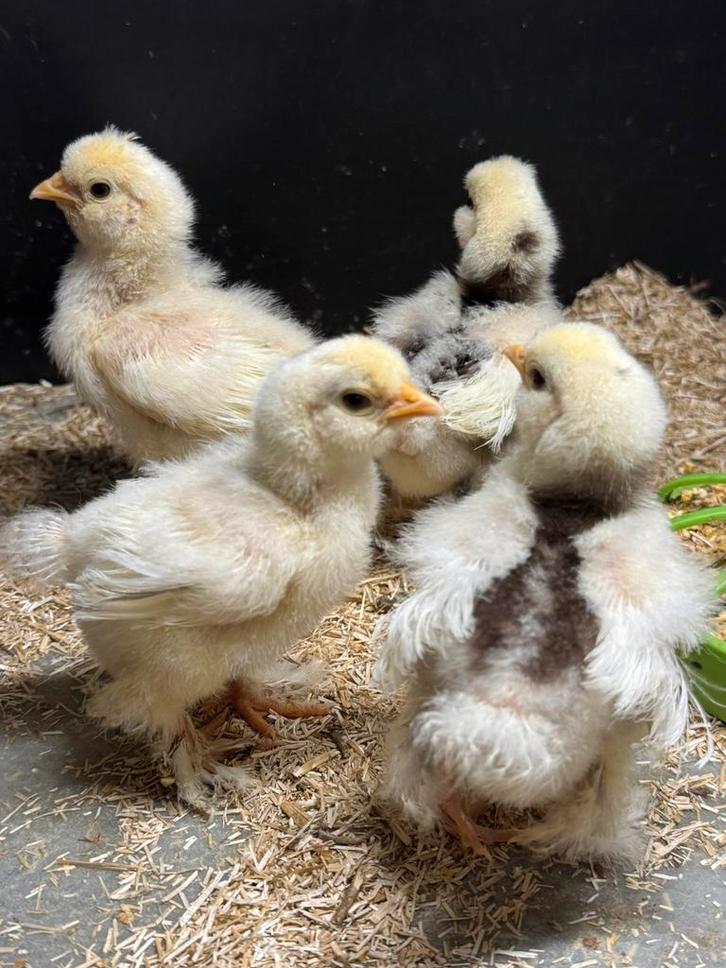 Usa choco mottled kuiken 01-09-2025, Dieren en Toebehoren, Pluimvee, Kip, Geslacht onbekend