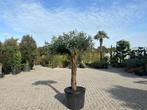 Olijfboom/olijfbomen voor binnen - Kunstolijfboom te koop!, Huis en Inrichting, Kamerplanten, Overige soorten, 150 tot 200 cm