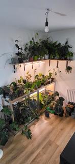 Diverse kamerplanten (philo, anthurium, hoya, monstera), Ophalen of Verzenden, Overige soorten, Minder dan 100 cm