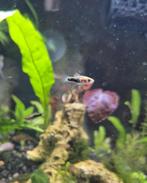 De jonge Zwaarddragers Heller. GRATIS (1,5 -3 CM), Dieren en Toebehoren, Vis, Zoetwatervis, Schoolvis