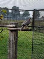 sakervalken koppel roofvogel, Dieren en Toebehoren, Vogels | Overige Vogels, Meerdere dieren, Roofvogel, Geringd